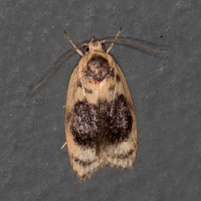 Garrha ocellifera (A concealer moth) at Melba, ACT - 7 Feb 2021 by Bron