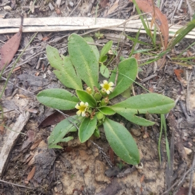 Velleia montana (Mountain Velleia) at Mongarlowe, NSW - 12 Dec 2020 by MelitaMilner