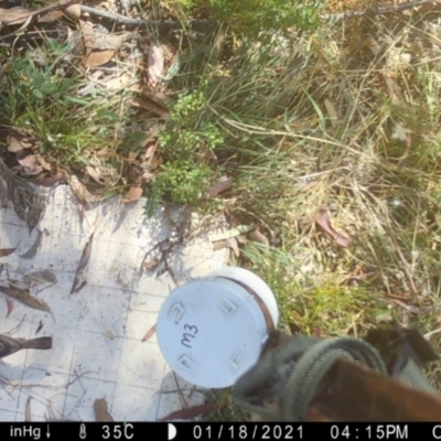 Pyrrholaemus sagittatus (Speckled Warbler) at Googong, NSW - 12 Jan 2021 by Wandiyali