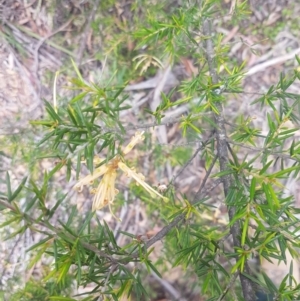 Grevillea juniperina at Mongarlowe, NSW - 12 Dec 2020