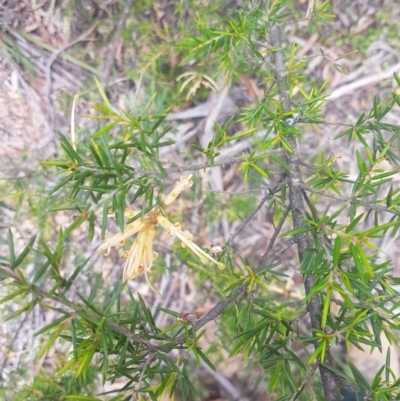 Grevillea juniperina (Grevillea) at QPRC LGA - 12 Dec 2020 by MelitaMilner