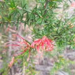 Grevillea juniperina subsp. villosa at Mongarlowe River - 12 Dec 2020 by MelitaMilner