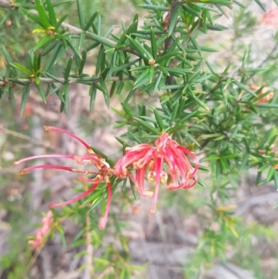 Grevillea juniperina subsp. villosa at QPRC LGA - 12 Dec 2020 by MelitaMilner