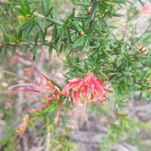Grevillea juniperina subsp. villosa at Mongarlowe, NSW - 12 Dec 2020