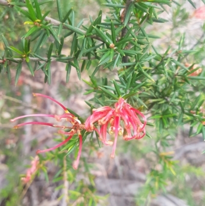 Grevillea juniperina subsp. villosa at Mongarlowe, NSW - 12 Dec 2020 by MelitaMilner