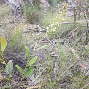 Lomatia ilicifolia at Mongarlowe, NSW - 12 Dec 2020
