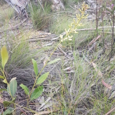 Lomatia ilicifolia (Holly Lomatia) at Mongarlowe, NSW - 12 Dec 2020 by MelitaMilner