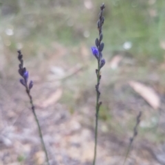 Comesperma sphaerocarpum (Broom Milkwort) at Mongarlowe, NSW - 12 Dec 2020 by MelitaMilner