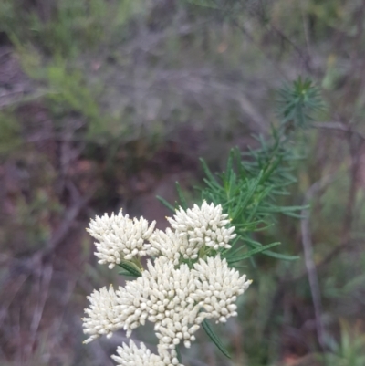 Cassinia aculeata subsp. aculeata (Dolly Bush, Common Cassinia, Dogwood) at Mongarlowe River - 12 Dec 2020 by MelitaMilner