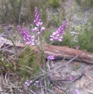 Comesperma ericinum at Mongarlowe, NSW - 12 Dec 2020