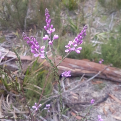 Comesperma ericinum (Heath Milkwort) at QPRC LGA - 12 Dec 2020 by MelitaMilner