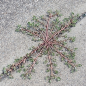 Portulaca oleracea at Conder, ACT - 22 Feb 2021