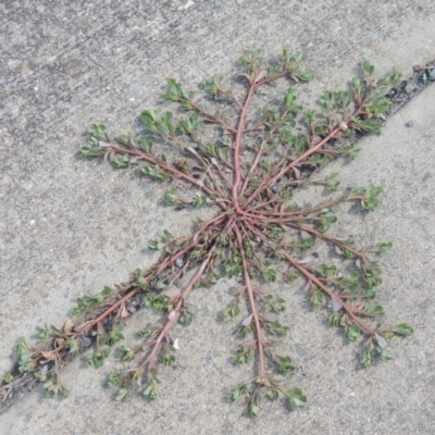 Portulaca oleracea (Munyeroo ,Pigweed, Purslane) at Conder, ACT - 22 Feb 2021 by MichaelBedingfield