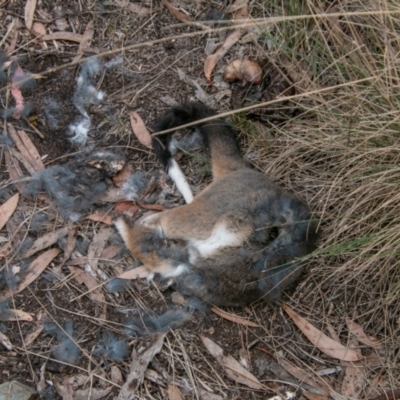 Pseudocheirus peregrinus (Common Ringtail Possum) at Paddys River, ACT - 24 Feb 2021 by SWishart