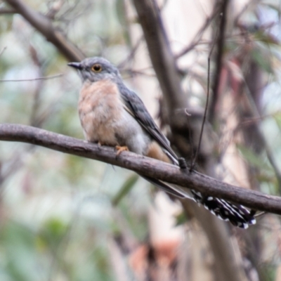Cacomantis flabelliformis (Fan-tailed Cuckoo) at Paddys River, ACT - 24 Feb 2021 by SWishart