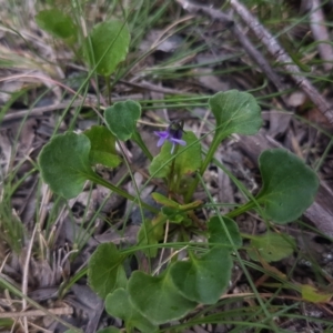 Viola sp. at Mongarlowe, NSW - 12 Dec 2020