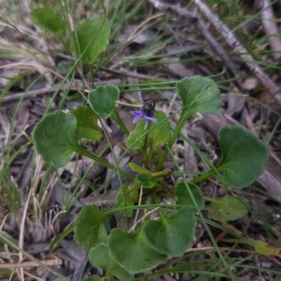 Viola sp. (Violet) at Mongarlowe, NSW - 12 Dec 2020 by MelitaMilner