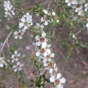 Leptospermum obovatum at Mongarlowe, NSW - 12 Dec 2020