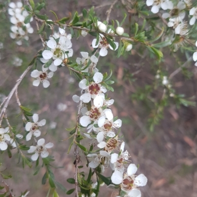 Leptospermum obovatum (River Tea Tree) at QPRC LGA - 12 Dec 2020 by MelitaMilner