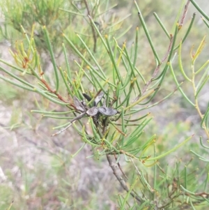 Hakea microcarpa at Mongarlowe, NSW - 12 Dec 2020 04:36 PM