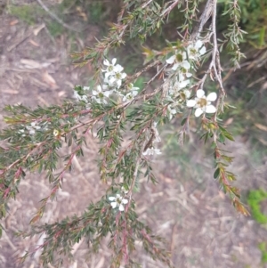 Leptospermum arachnoides at Mongarlowe, NSW - 12 Dec 2020