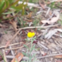 Chrysocephalum apiculatum (Common Everlasting) at Mongarlowe River - 12 Dec 2020 by MelitaMilner