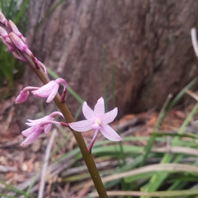 Dipodium roseum (Rosy Hyacinth Orchid) at Mongarlowe, NSW - 12 Dec 2020 by MelitaMilner