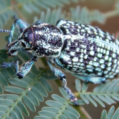 Chrysolopus spectabilis (Botany Bay Weevil) at Paddys River, ACT - 24 Feb 2021 by SWishart