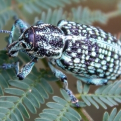 Chrysolopus spectabilis (Botany Bay Weevil) at Paddys River, ACT - 23 Feb 2021 by SWishart