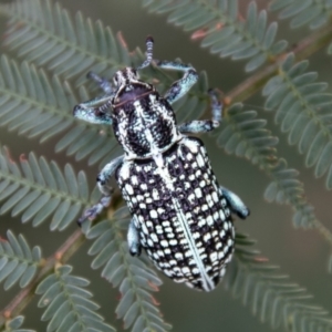 Chrysolopus spectabilis at Paddys River, ACT - 24 Feb 2021