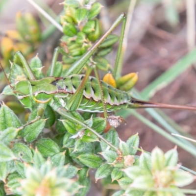 Chlorodectes montanus (Montane green shield back katydid) at Paddys River, ACT - 24 Feb 2021 by SWishart