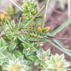 Chlorodectes montanus (Montane green shield back katydid) at Paddys River, ACT - 24 Feb 2021 by SWishart