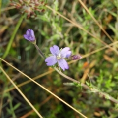 Epilobium sp. (A Willow Herb) at Cotter River, ACT - 20 Feb 2021 by MatthewFrawley