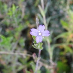 Epilobium sp. at Cotter River, ACT - 20 Feb 2021