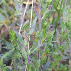 Epilobium sp. at Cotter River, ACT - 20 Feb 2021