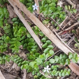 Lobelia pedunculata at Mongarlowe, NSW - 12 Dec 2020