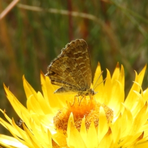 Neolucia hobartensis at Cotter River, ACT - 20 Feb 2021