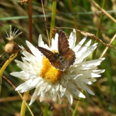 Neolucia hobartensis at Cotter River, ACT - 20 Feb 2021