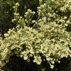 Ozothamnus cupressoides (Kerosine Bush) at Cotter River, ACT - 20 Feb 2021 by MatthewFrawley