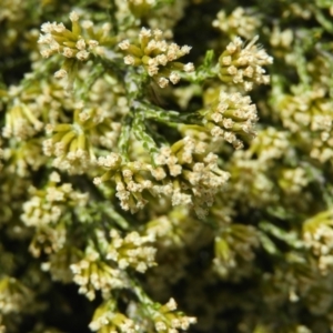 Ozothamnus cupressoides at Cotter River, ACT - 20 Feb 2021