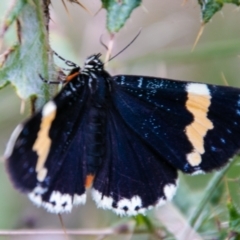 Eutrichopidia latinus (Yellow-banded Day-moth) at Paddys River, ACT - 24 Feb 2021 by SWishart