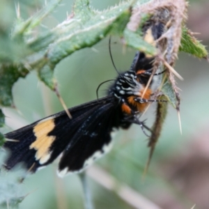 Eutrichopidia latinus at Paddys River, ACT - 24 Feb 2021