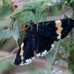 Eutrichopidia latinus at Paddys River, ACT - 24 Feb 2021