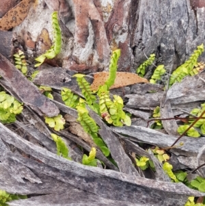 Lindsaea linearis at Mongarlowe, NSW - 12 Dec 2020