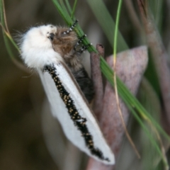 Oenosandra boisduvalii (Boisduval's Autumn Moth) at Paddys River, ACT - 24 Feb 2021 by SWishart