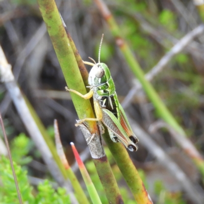 Kosciuscola cognatus (A grasshopper) at Namadgi National Park - 20 Feb 2021 by MatthewFrawley