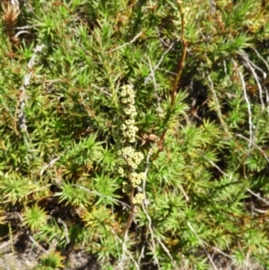 Dracophyllum continentis at Cotter River, ACT - 20 Feb 2021 12:17 PM