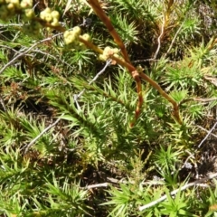 Dracophyllum continentis at Cotter River, ACT - 20 Feb 2021