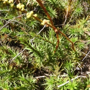 Dracophyllum continentis at Cotter River, ACT - 20 Feb 2021 12:17 PM