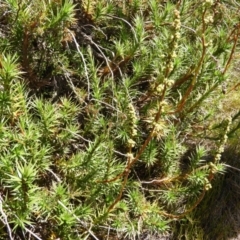 Dracophyllum continentis at Cotter River, ACT - 20 Feb 2021 12:17 PM